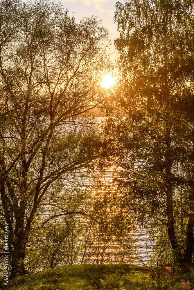 birch river grove leaves sunset