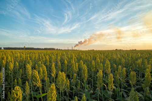 sorghum sunset photo