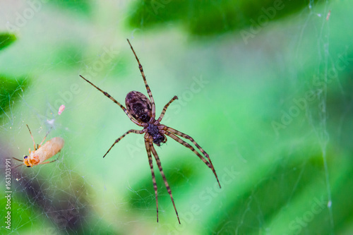 Insect spider in the web on a light green background macro