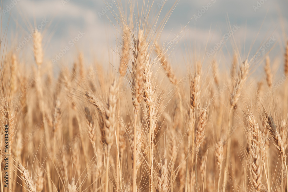 Golden wheat field and sunny day. Close up Golden wheat field and sunny day. Close up