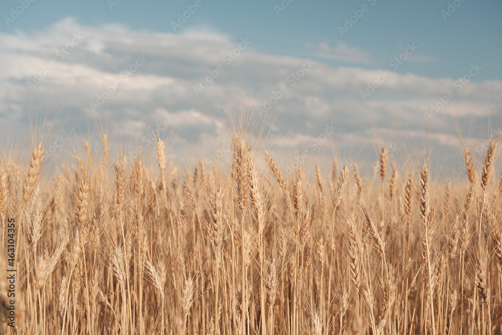 Golden wheat field and sunny day. Close up Golden wheat field and sunny day. Close up