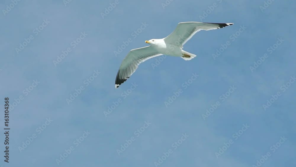 Seagull Flying High In The Sky in slow motion Seagull Flying High In The Sky in slow motion