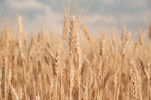 Golden wheat field and sunny day. Close up
