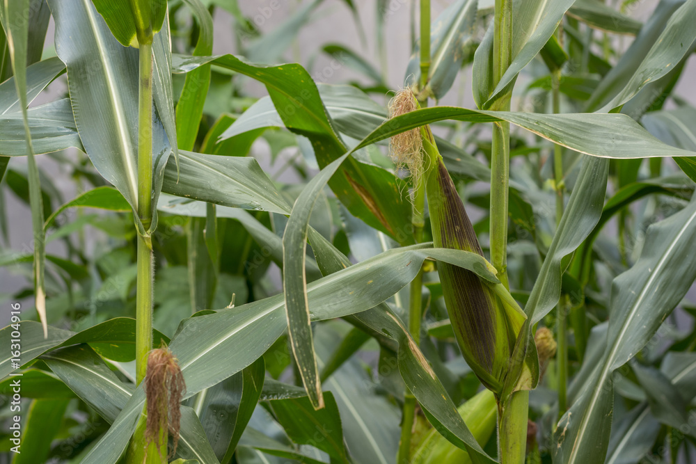 background of growing corns, green plants, crops in the field, nutrition background of growing corns, green plants, crops in the field, nutrition