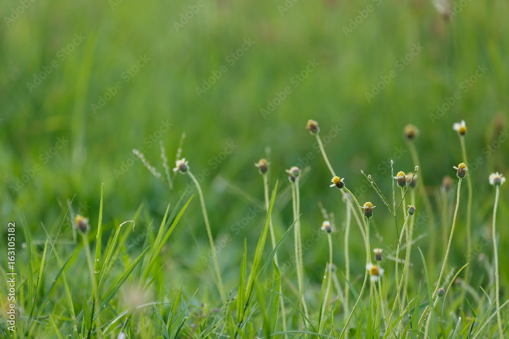 green grass flower field green grass flower field