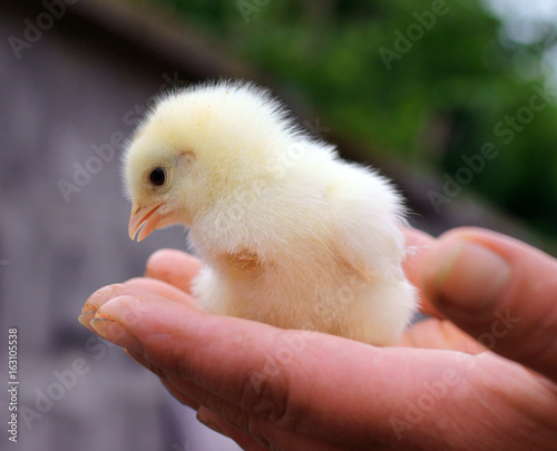 Chicken on hand