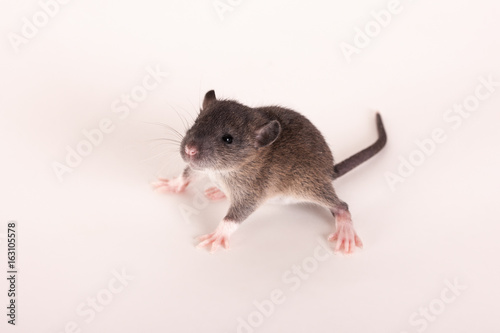 small curious baby rat