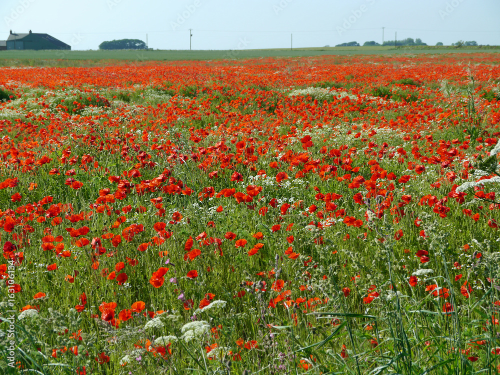 A meadow full of poppies and grasses in rural English countryside