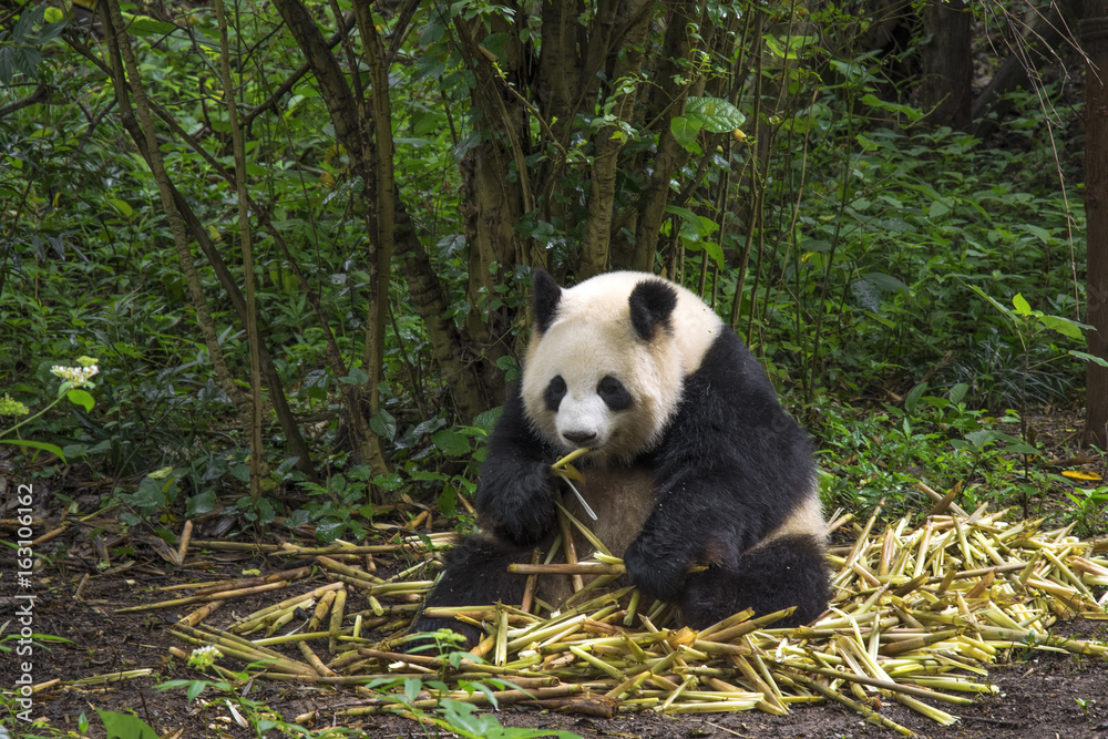 Obraz premium Big panda