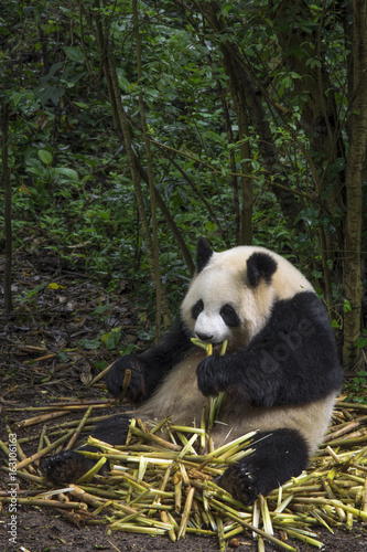 Fototapeta Naklejka Na Ścianę i Meble -  Big panda