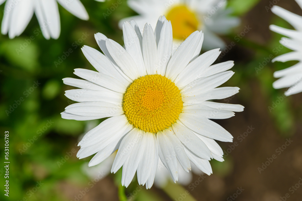 Fototapeta premium A flower of a camomile. view from above.