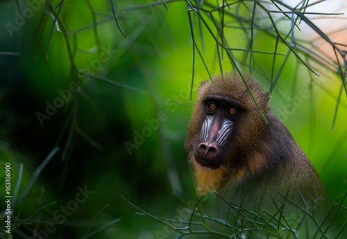 Colorful Mandrill Monkey peers out from foliage, composite