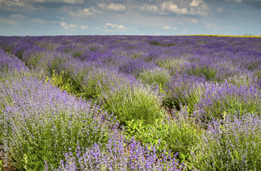 Obraz premium Beautiful landscape with fresh lavender field and blue sky