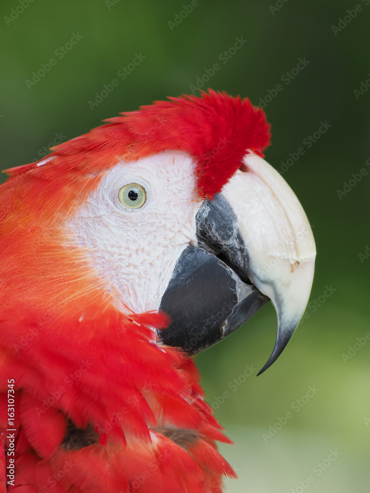 Fototapeta premium アカコンゴウインコ