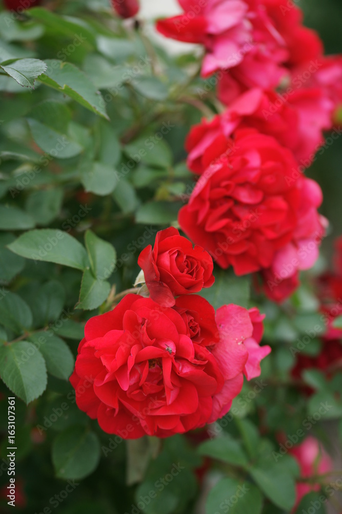 Lush red rose Lush red rose