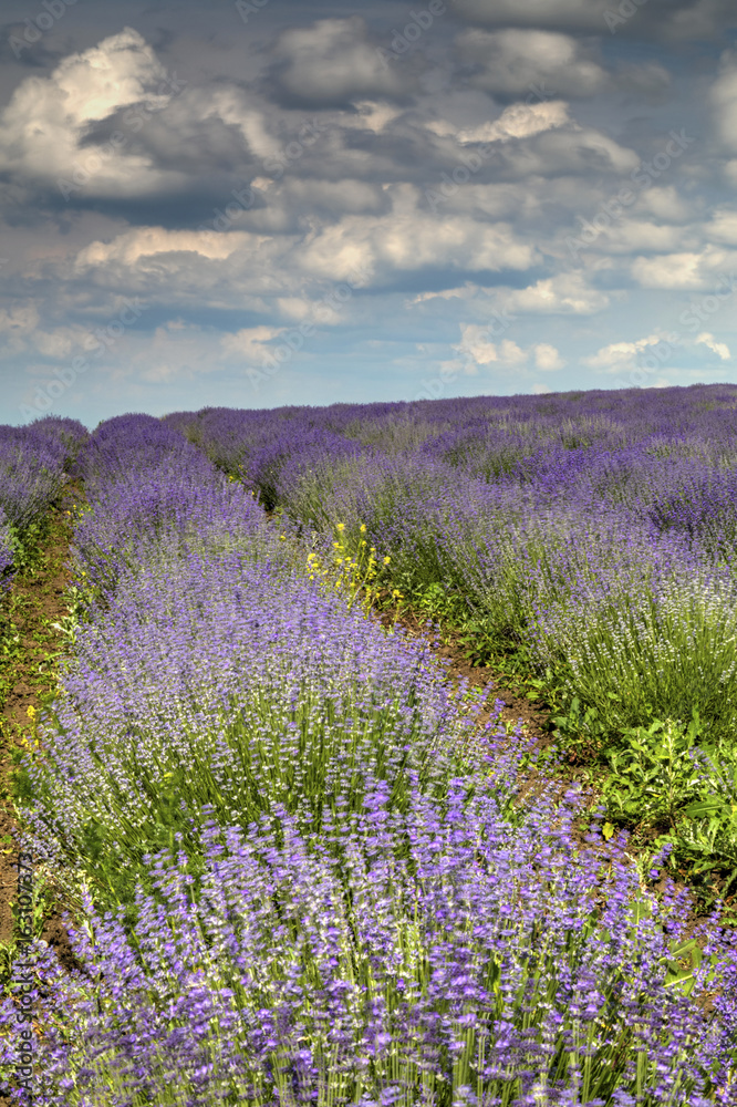 Obraz premium Beautiful landscape with fresh lavender field and blue sky