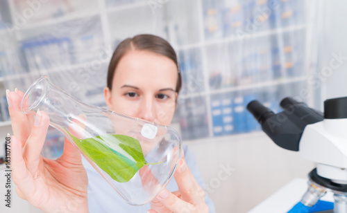 scientific researcher looking at a lab flask tube with green plant leaf  in a laboratory.