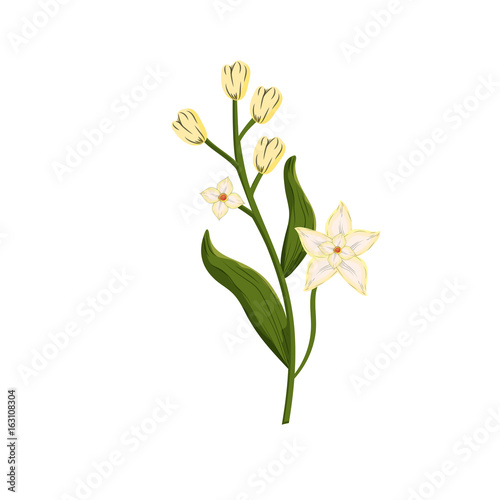 chamomile plant ingredient to condiment of food