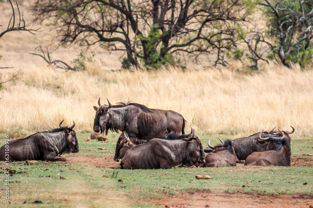 Fototapeta premium Wildebeest (Connochaetes)