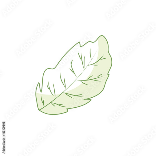 silhouette leaf plant and natural condiment