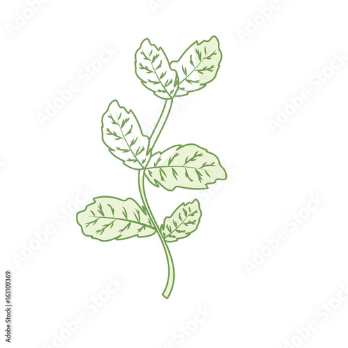 silhouette basil plant ingredient to condiment of food