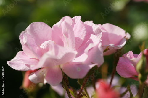 Pink roses rosehip
