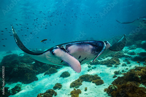 Manta ray photo