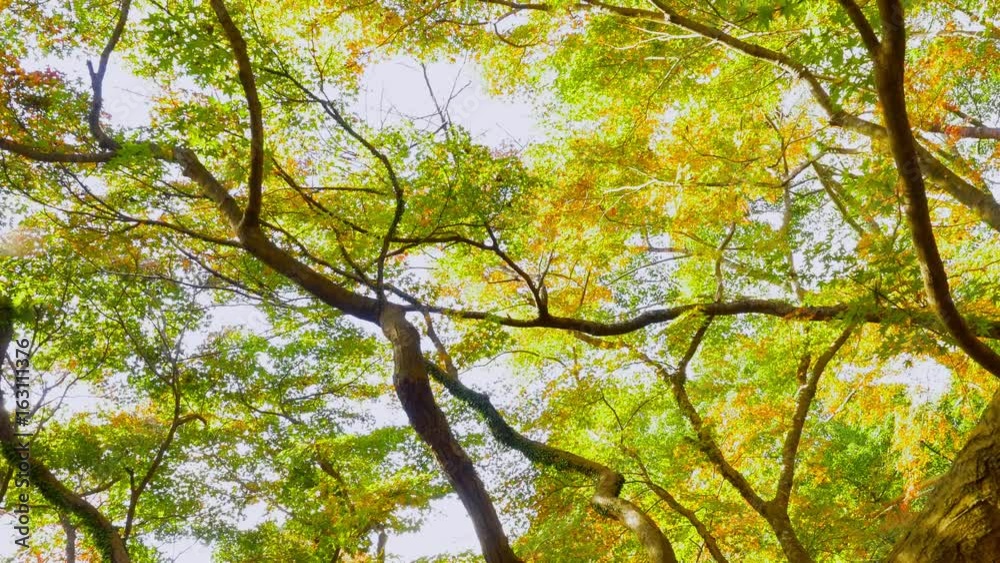 Bright, vibrant autumn leaves and trees, tilt shot
Bright, vibrant autumn leaves and trees, tilt shot