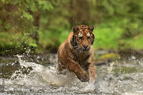 Running Siberian tiger (Amur tiger - Panthera tigris altaica) in his natural environment in the river in beautiful country