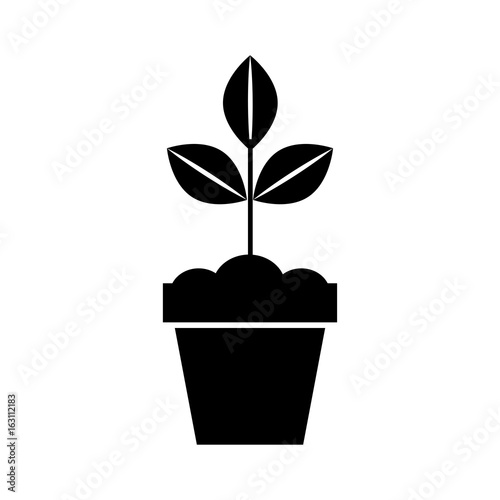 Cultivated plant in pot vector illustration design