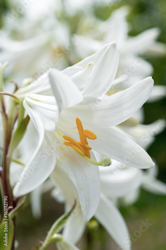 Fototapeta Naklejka Na Ścianę i Meble -  White lilies flowers close-up