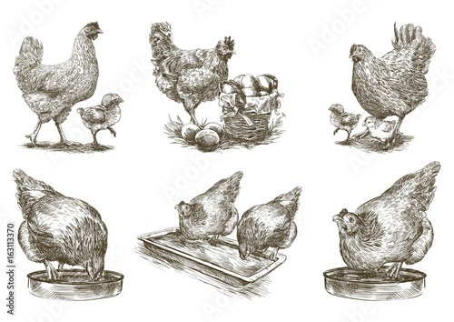 chicken breeding. animal husbandry. vector sketches on white