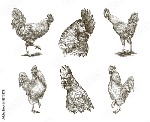chicken breeding. animal husbandry. vector sketches on white