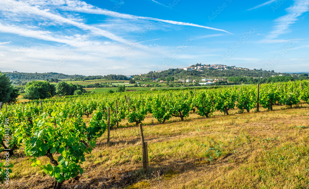 Countryside with Vine Grape scrubs near Belmonte town - Portugal