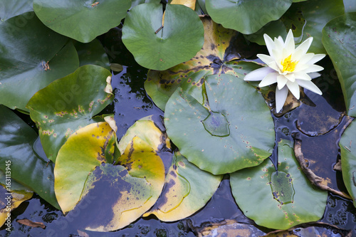 the White Lilies in a pond surrounded by its leaves photo