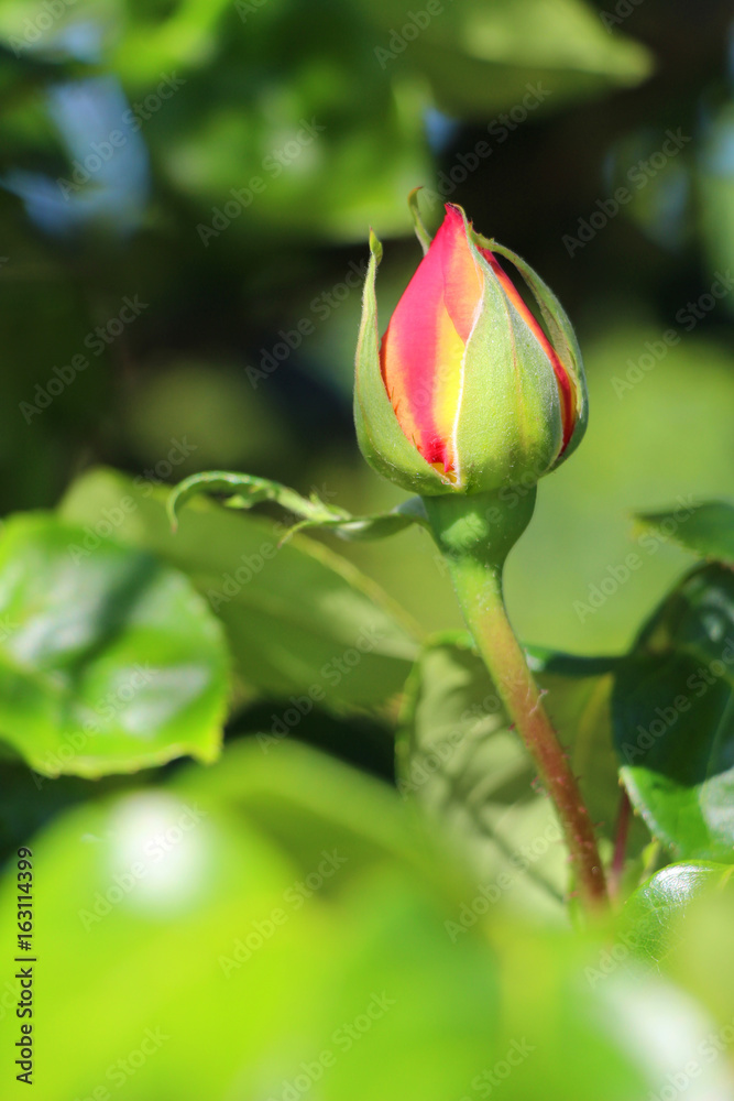 Rosebud Rosebud