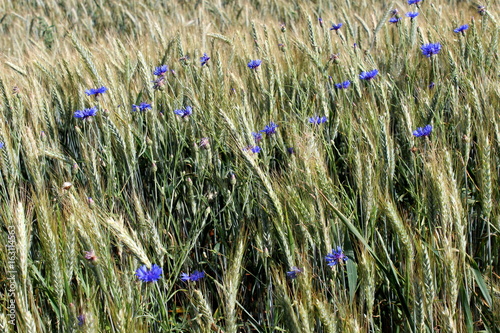 sommerliches Feld photo