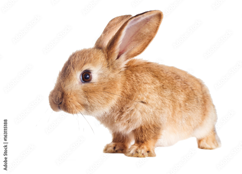 Funny redhead rabbit Funny redhead rabbit