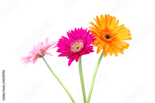 Gerbera  isolated on white background