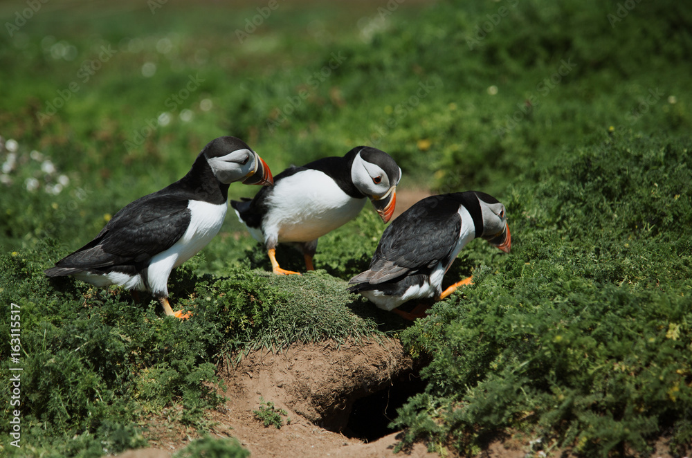 Naklejka premium Puffins on Skomer Island
