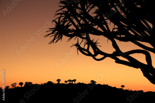 Fototapeta Naklejka Na Ścianę i Meble -  Silhouettes of quiver trees at sunset or sunrise in Africa
