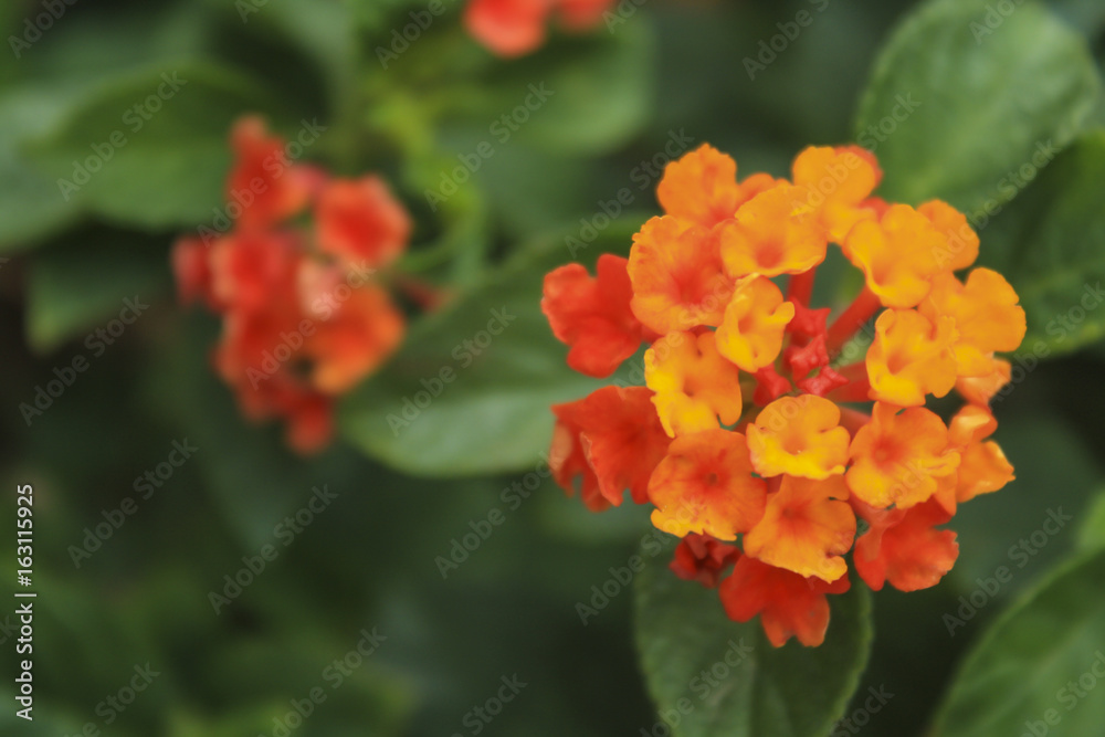Beautiful Colorful Hedge Flower,Lantana, Weeping lantana,Lantana camara L,Medicinal plants have a variety of therapeutic properties