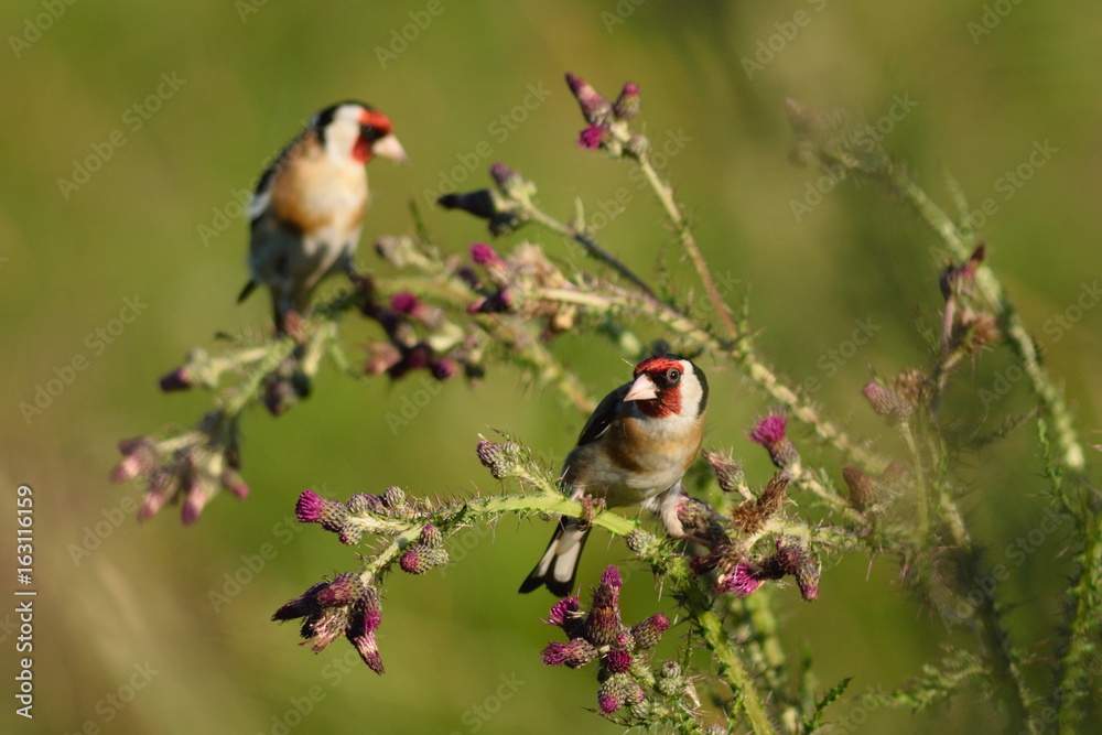 Goldfinch eating wild thistle flowers in Seaton Wetlands, Devon