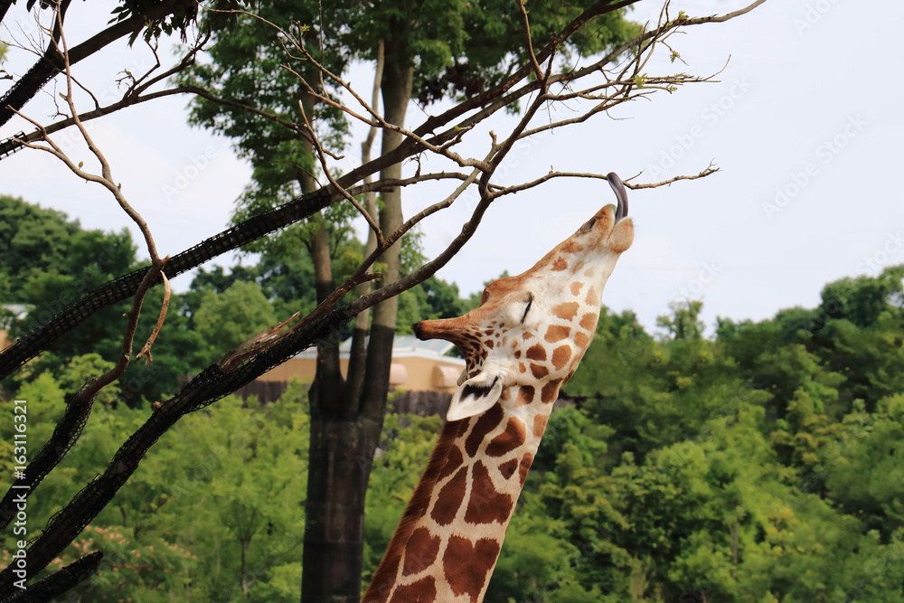 かわいい表情のキリン Stock Photo Adobe Stock