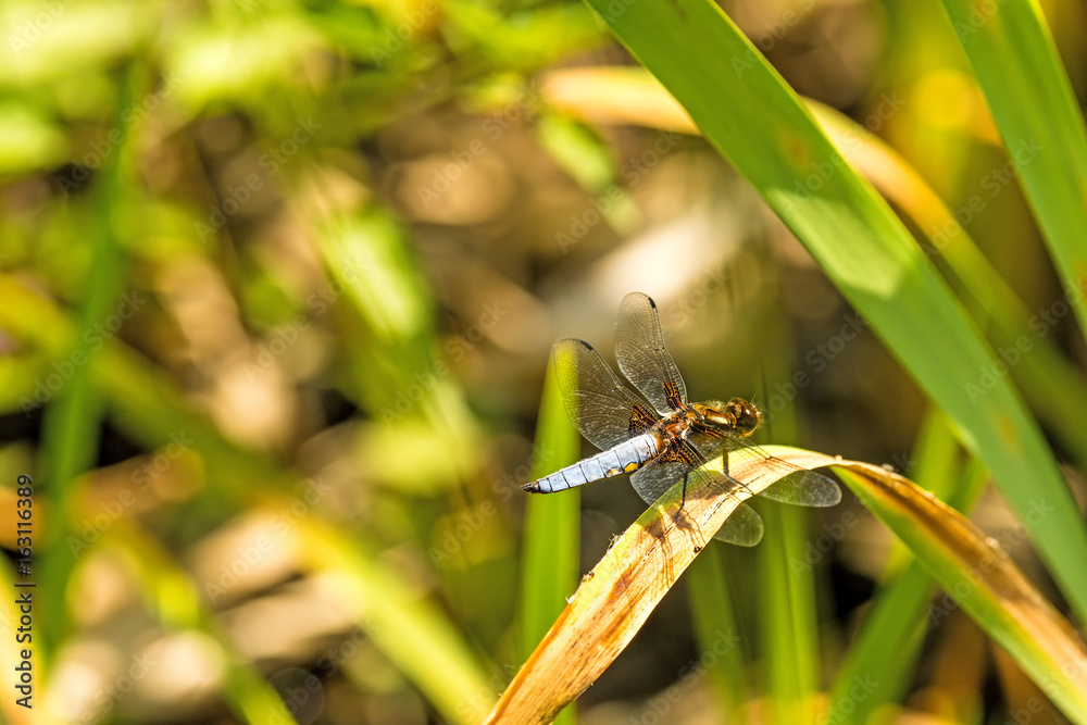 Plattbauch, Libellula depressa, männlich Plattbauch, Libellula depressa, männlich