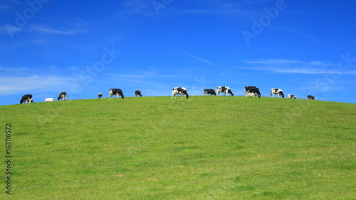 Herd of cows graze on a horizon against blue sky in East Devon, England.