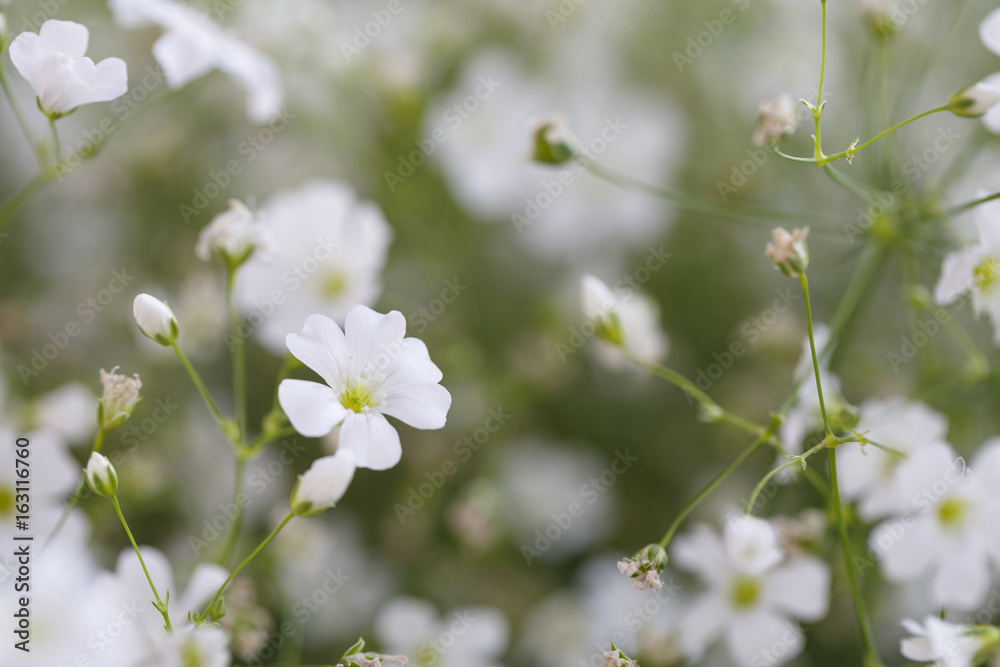 White flowers in spring, Colorful photo of white flowers with green background, Selective focus with very shallow depth of field White flowers in spring, Colorful photo of white flowers with green background, Selective focus with very shallow depth of field