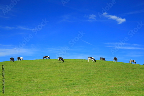 Photography Herd of cows graze on a horizon against blue sky in East Devon, England