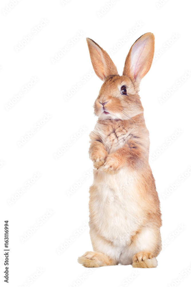 Fototapeta premium Zabawny królik stoi na tylnych łapach