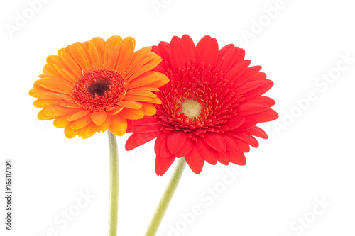Two African Daisy flowers, one orange, one red, isolated on white.